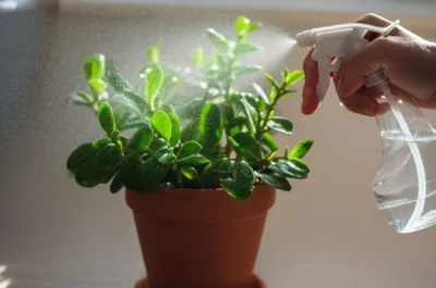 Illustration moistening - Image 1