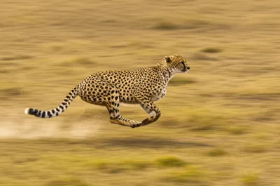 Illustration belted - Image 1