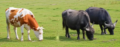 Illustration cow - Image 1