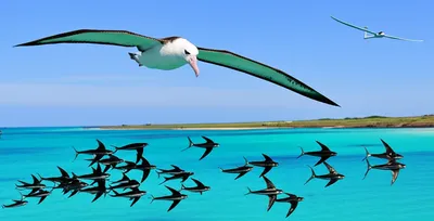 Illustration glide - Image 1