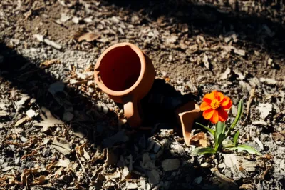 Illustration shit - Image 1