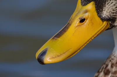 Illustration nails - Image 1