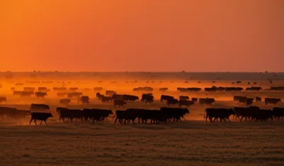 Illustration lowing - Image 1