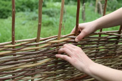 Illustration wattled - Image 1