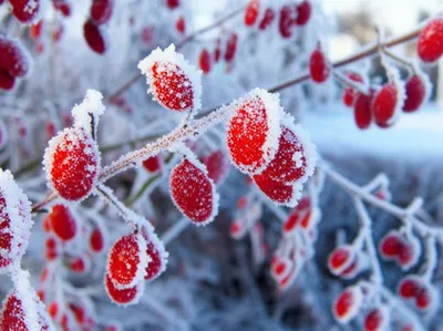 Illustration frosted - Image 1