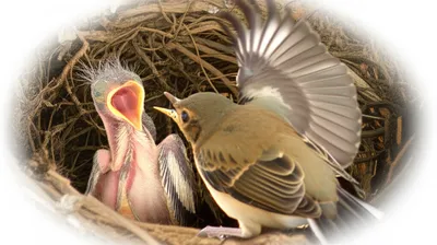 Illustration rare - Image 1