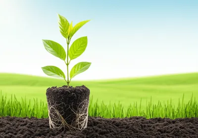 Illustration footed - Image 1