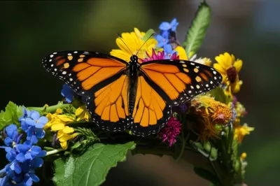 Illustration queen - Image 1