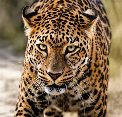 Illustration tigers - Image 1