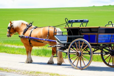 Illustration buggy - Image 1