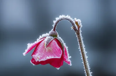 Illustration freeze - Image 1