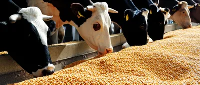 Illustration corn - Image 1