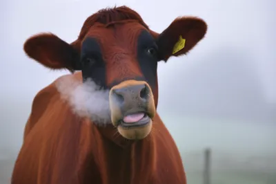 Illustration moo - Image 1