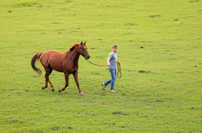 Illustration lungeing - Image 1