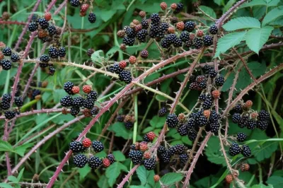 Illustration bramble - Image 1