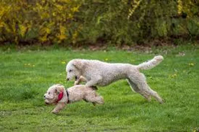 Illustration scamper - Image 2