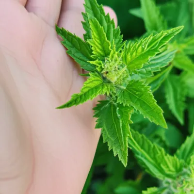 Illustration nettles - Image 1