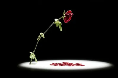 Illustration eliminated