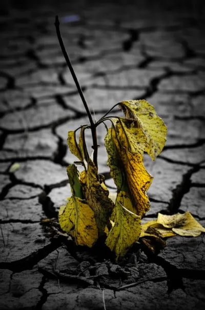 Illustration detriment