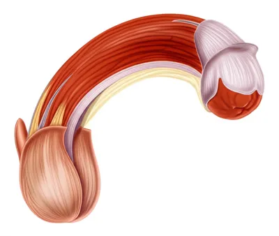 Illustration foreskins - Image 1