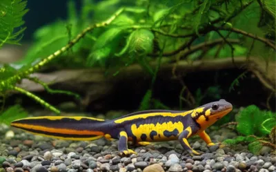 Illustration caudate - Image 1