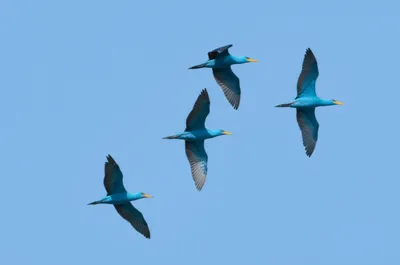 Illustration tern - Image 1