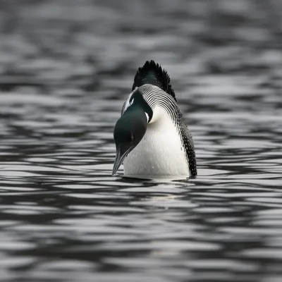 Illustration gunner - Image 1