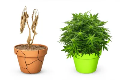 Illustration deficient - Image 1