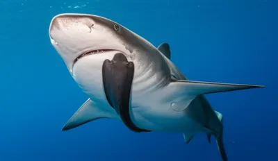 Illustration remora - Image 1