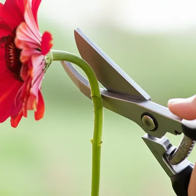 Illustration scotched - Image 1