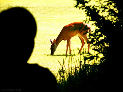 Illustration stalk - Image 1