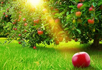 Illustration fallen - Image 1