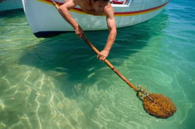 Illustration sponger - Image 1