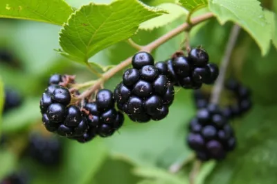 Illustration blackberry - Image 1