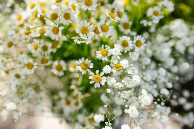 Illustration feverfew - Image 2