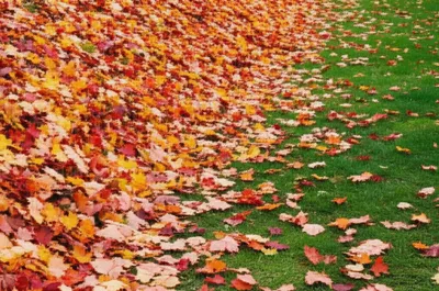 Illustration raked - Image 1