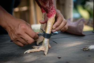 Illustration heeling - Image 1