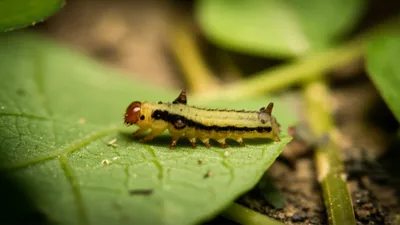 Illustration nymphs - Image 1