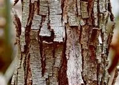 Illustration flaky - Image 2