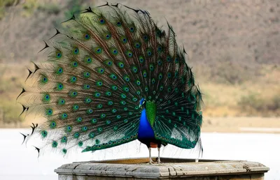 Illustration puffed - Image 1