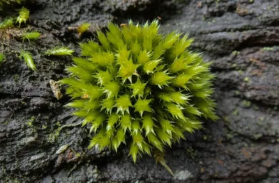 Illustration moss - Image 1