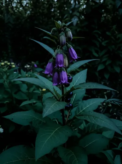 Illustration nightshades - Image 1