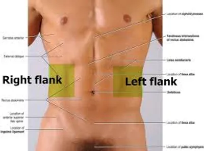 Illustration flank - Image 2