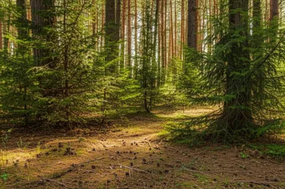 Hình ảnh minh họa piney - Ảnh 1