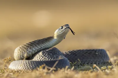 Illustration hissed - Image 1