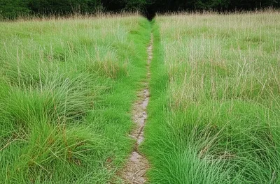 Illustration footpad - Image 1