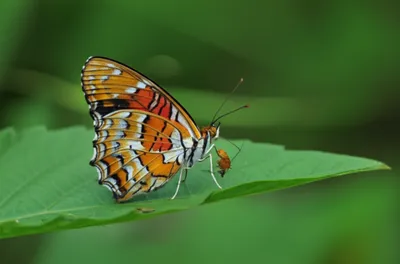 Illustration harvester - Image 1