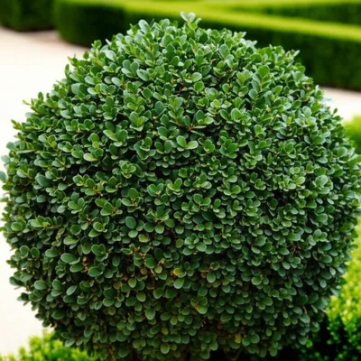 Illustration boxwood - Image 1