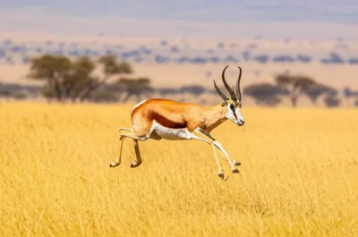 Illustration springer - Image 1