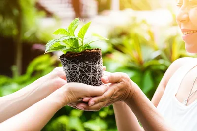 Illustration trusts - Image 1